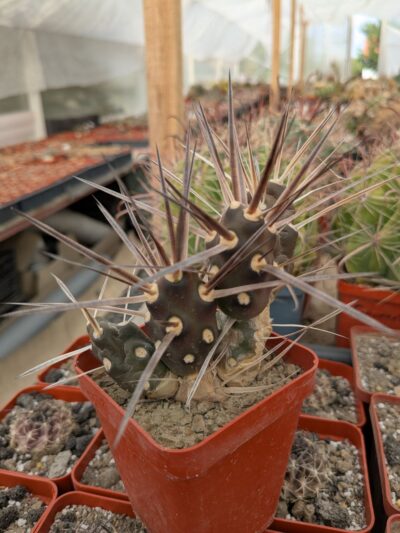 Maihueniopsis darwinii v. hickenii - Зображення 2