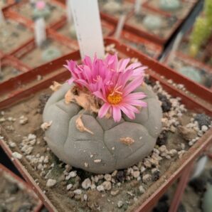 Lophophora decipiens