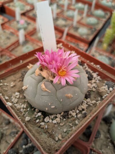 Lophophora decipiens