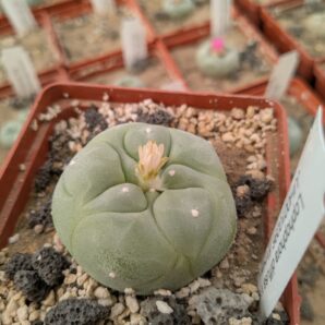 Lophophora diffusa v. swobodae JJH0010296