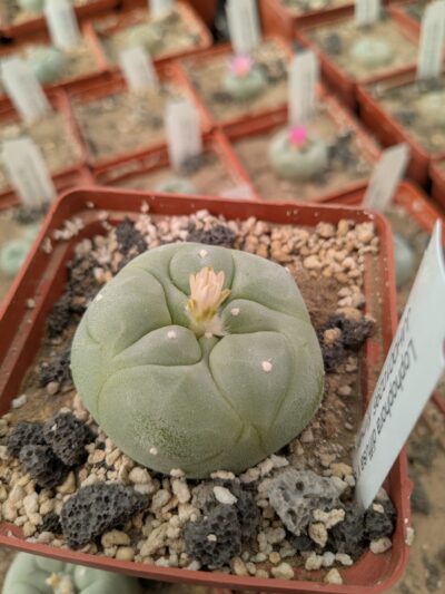 Lophophora diffusa v. swobodae JJH0010296