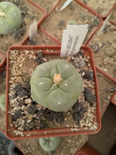 Lophophora diffusa v. swobodae JJH0010296 - Зображення 2