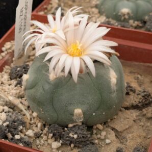 Lophophora viridescens MZ1199