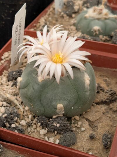 Lophophora viridescens MZ1199