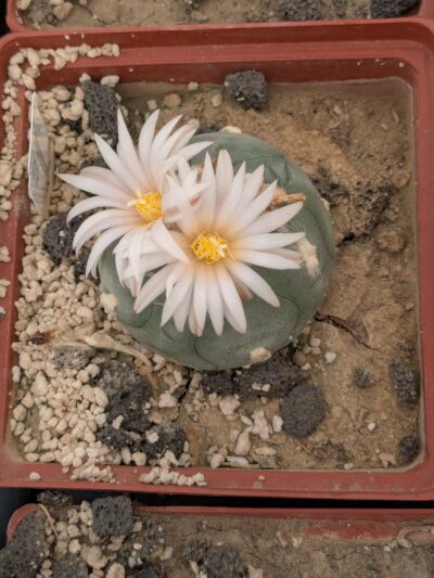 Lophophora viridescens MZ1199 - Зображення 2