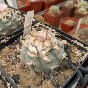 Lophophora williamsii