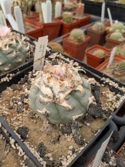 Lophophora williamsii