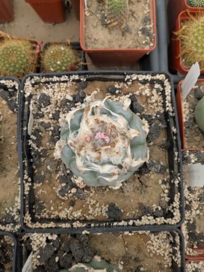 Lophophora williamsii - Зображення 2