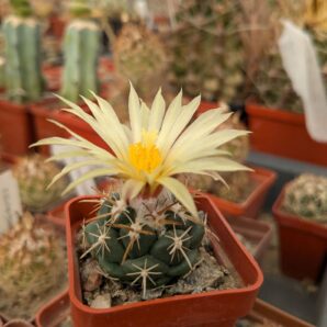 Coryphantha andreae