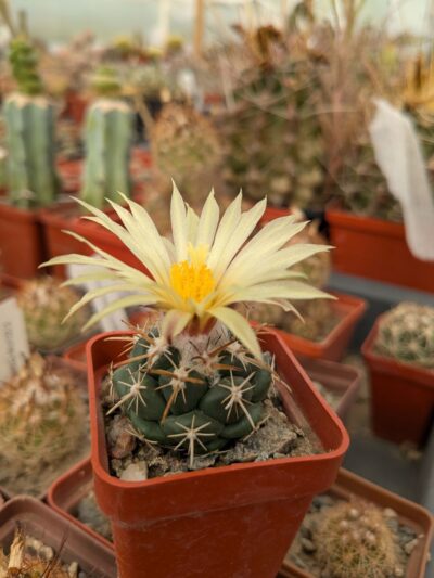 Coryphantha andreae
