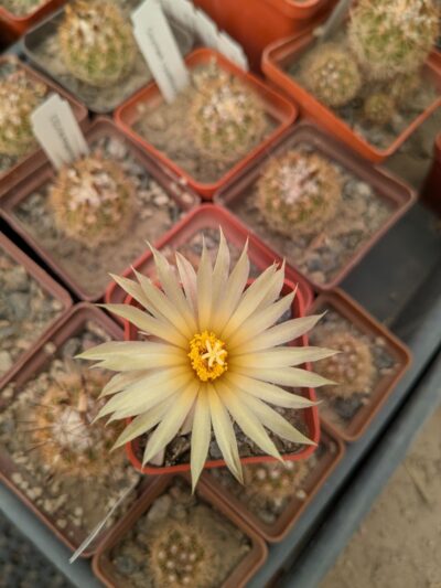 Coryphantha andreae - Зображення 2