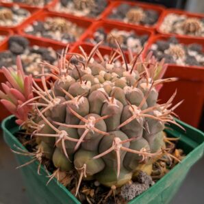 Gymnocalycium schickendantzii