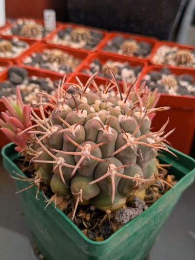 Gymnocalycium schickendantzii