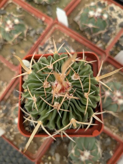 Stenocactus longispinus - Зображення 2