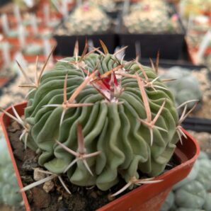 Stenocactus multicostatus