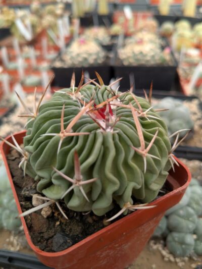 Stenocactus multicostatus