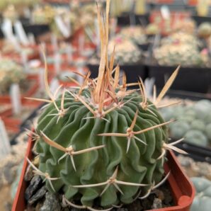 Stenocactus longispinus