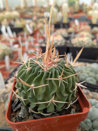 Stenocactus longispinus