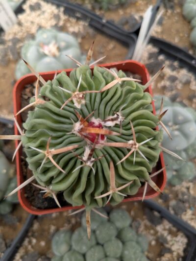 Stenocactus multicostatus - Зображення 2