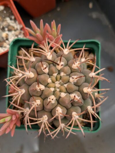 Gymnocalycium schickendantzii - Зображення 2