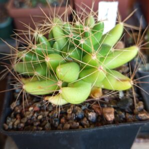 Dolichothele longimamma