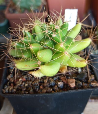 Dolichothele longimamma