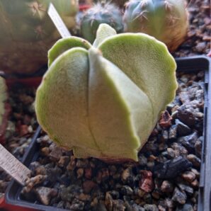 Astrophytum myriostigma