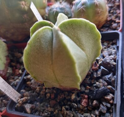 Astrophytum myriostigma