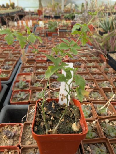 Kedrostis africana