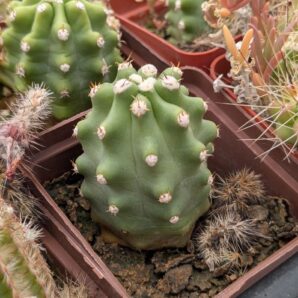 Echinocereus triglochidiatus v. inermis