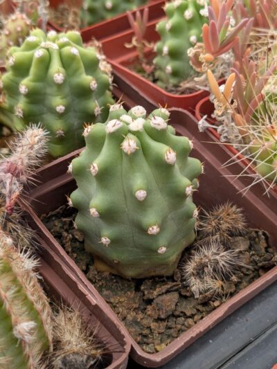 Echinocereus triglochidiatus v. inermis