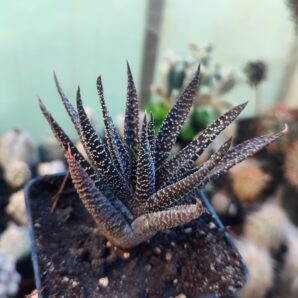 Gasterhaworthia royal highness