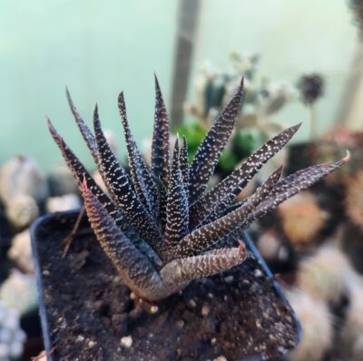 Gasterhaworthia royal highness
