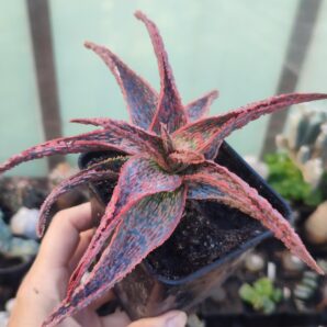 Aloe Pink Blush x Christmas Carol