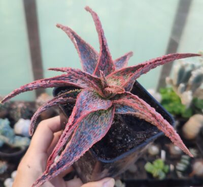 Aloe Pink Blush x Christmas Carol