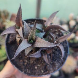 Haworthia tessellata