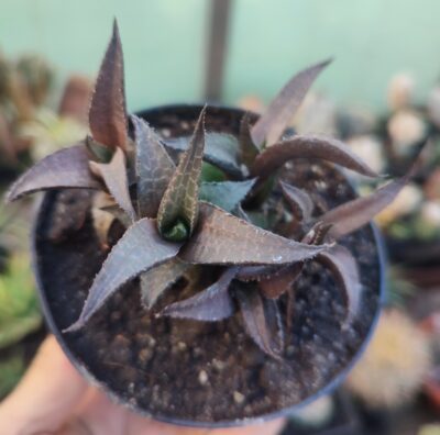 Haworthia tessellata
