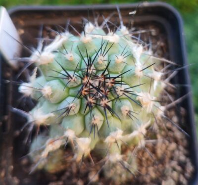 Copiapoa montana FR 522 - Зображення 2