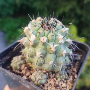 Copiapoa montana FR 522