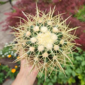 Echinocactus grusonii