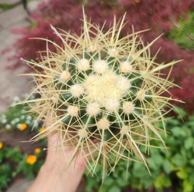 Echinocactus grusonii