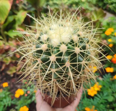 Echinocactus grusonii - Зображення 2