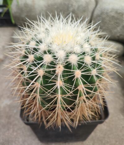 Echinocactus grusonii albispinus - Зображення 2
