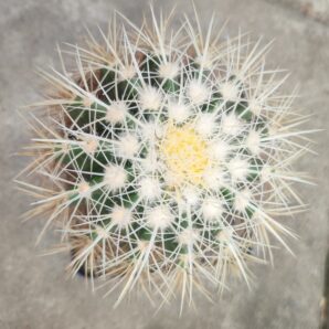 Echinocactus grusonii albispinus