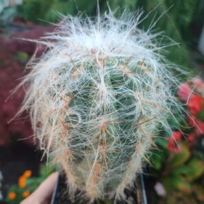 Oreocereus celsianus