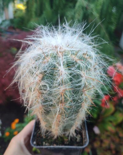 Oreocereus celsianus