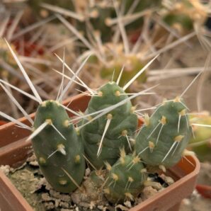 Maihueniopsis platyacantha