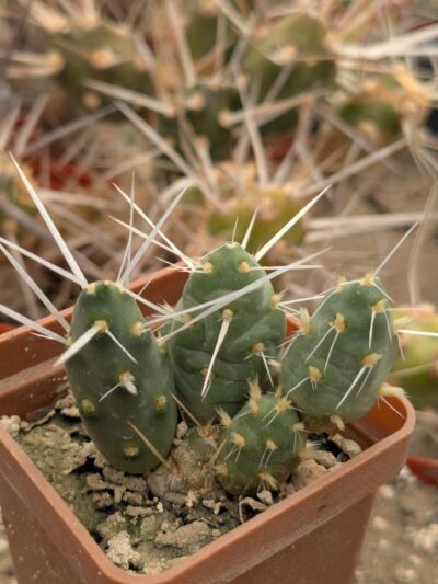 Maihueniopsis platyacantha