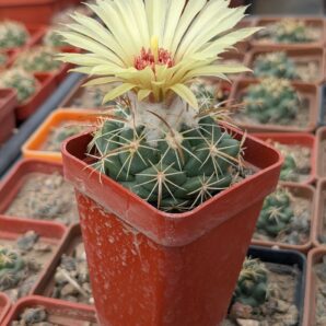 Coryphantha bumamma