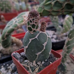 Opuntia zebrina reticulata